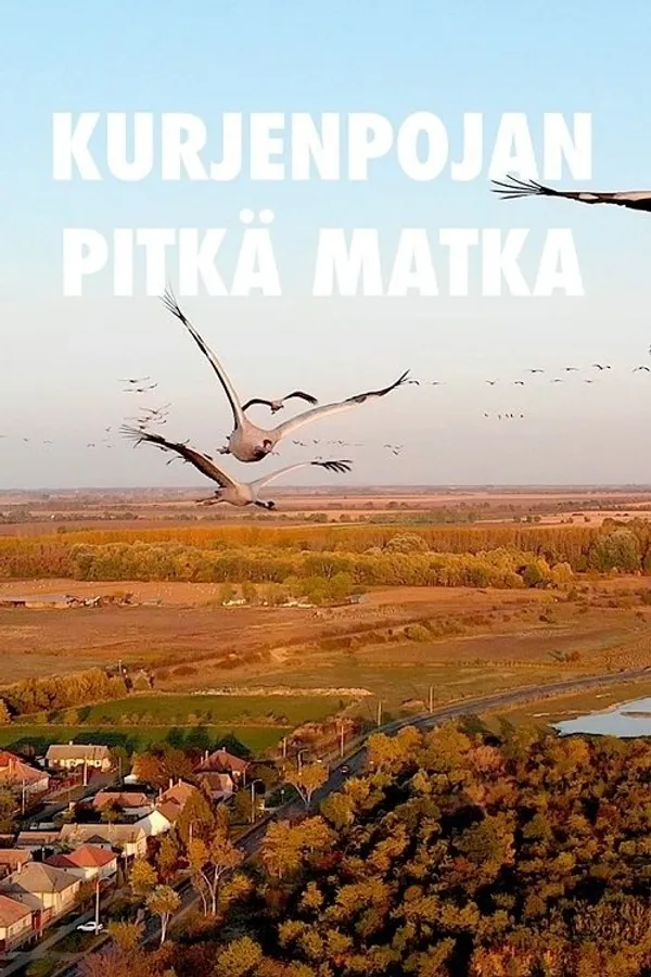 A Young Crane's Long Journey