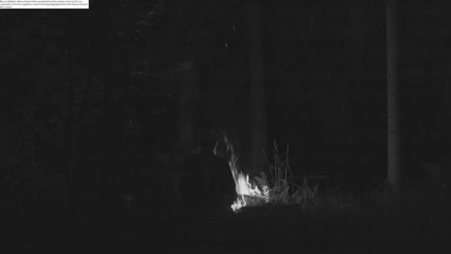 Медиа изображение