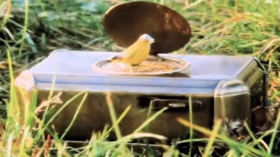 Медиа изображение