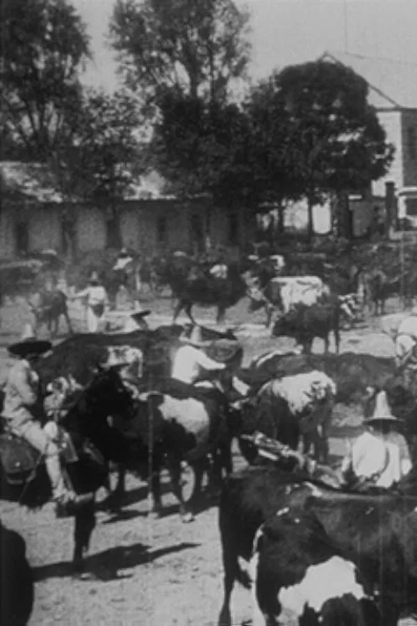 Lassage des bœufs pour le labour