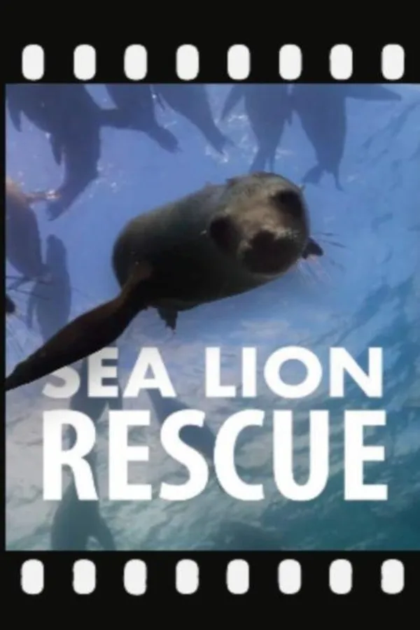 Sea Lion Rescue