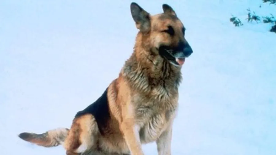 Медиа изображение