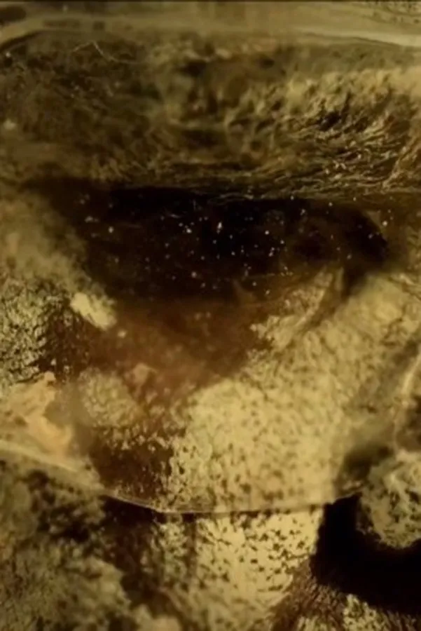 The Mermaids, or Aiden in Wonderland