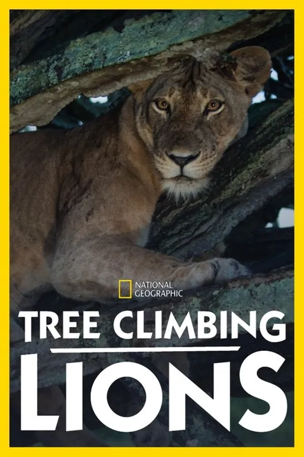 Tree Climbing Lions